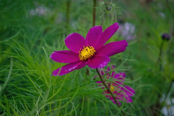 Όμορφα Μωβ Λουλούδια Cosmos Στον Κήπο Violet Λουλούδια Εικόνες Cosmos — Φωτογραφία Αρχείου