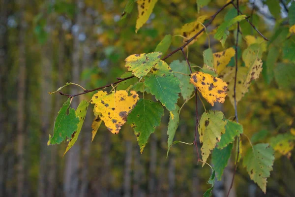 Birkenzweige Mit Gelben Und Grünen Blättern Klarer Herbsttag Zweige Sonnenlicht — Stockfoto