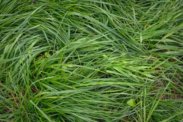 Nahaufnahme Von Grashalmen Die Mit Großen Wassertropfen Bedeckt Sind — Stockfoto