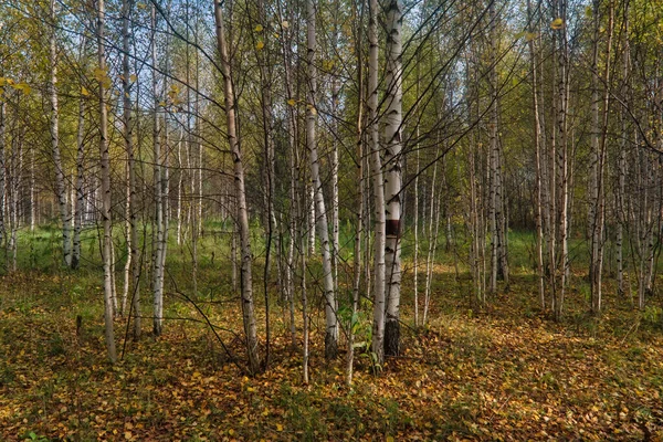 Schöne Landschaft Herbst Birkenhain Herbstlandschaft Birken Und Abgefallenes Herbstlaub Sonnigen — Stockfoto
