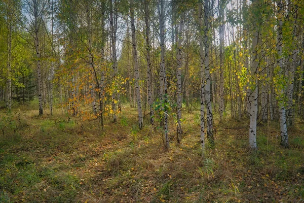 Beautiful landscape in autumn birch grove. Autumn landscape birch trees and fallen autumn leaves in sunny day. Colorful sunny autumn scene.