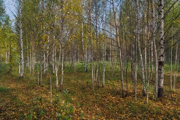 秋天白桦林美丽的风景 秋天的风景 白桦树和秋天的落叶 阳光灿烂 五彩缤纷的秋景 — 图库照片