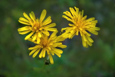Leontodon hispidus flower, known by the common names bristly hawkbit and rough hawkbit, blooming in the summer. clipart