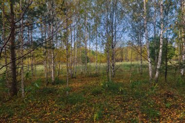 Sonbahar huş ağacının güzel manzarası. Sonbahar manzarası huş ağaçları ve güneşli bir günde düşen sonbahar yaprakları. Renkli güneşli sonbahar sahnesi.