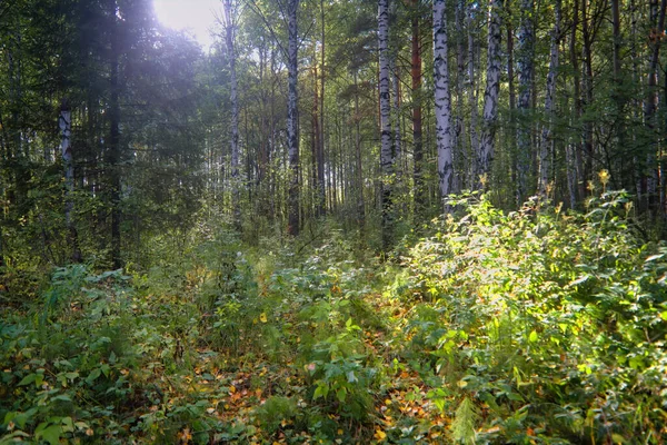 Lesní Detailní Krásná Letní Krajina Sluneční Svit Svítí Větvemi Stromy — Stock fotografie