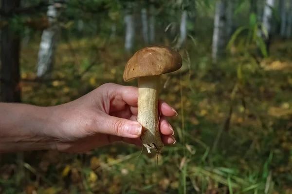 Beautiful Edible mushroom Leccinum in the autumn forest close-up.