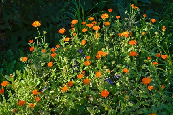 Fundo Verão Brilhante Com Flores Crescimento Calêndula Calêndula — Fotografia de Stock