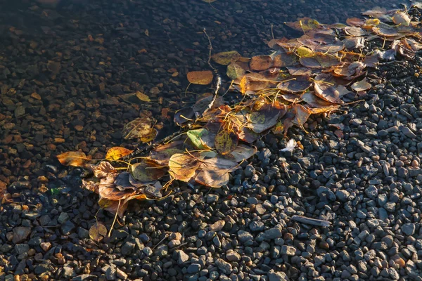 Πεσμένα Φθινοπωρινά Κίτρινα Φύλλα Στο Νερό Κοντά Στο Ποτάμι Φυσικό — Φωτογραφία Αρχείου