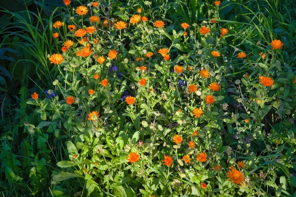 Fundo Verão Brilhante Com Flores Crescimento Calêndula Calêndula — Fotografia de Stock