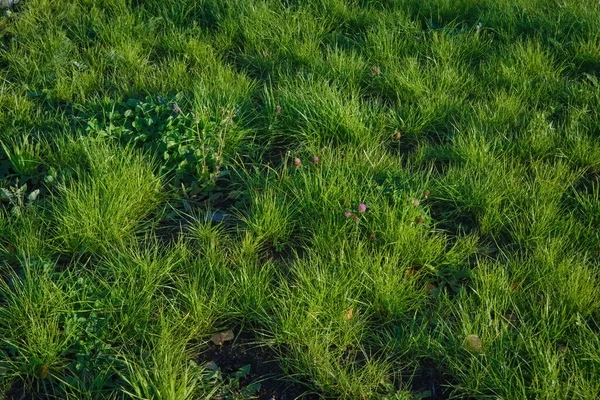 Background of a green grass. Green grass texture. Green lawn texture background.