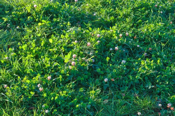 Hintergrund Eines Grünen Rasens Grünes Gras Grüner Rasen Textur Hintergrund — Stockfoto