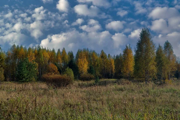 Сельский Пейзаж Косил Луг Фоне Леса Неба Ранняя Осень — стоковое фото