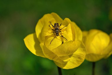 Bulanık bir arka planda bahar çiçekleri. Küre çiçeği. Sarı çiçekler Trollius veya yerçiçeği.