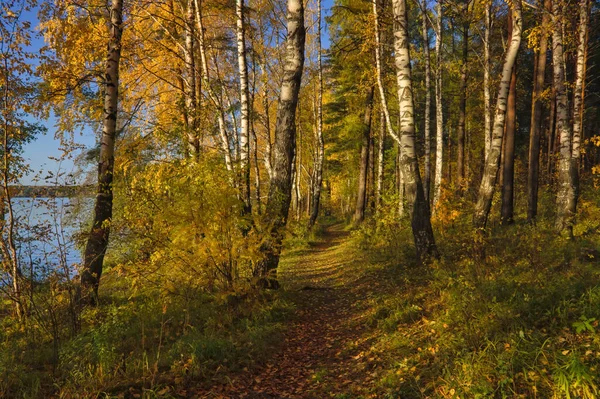 Piękny Krajobraz Jesiennym Gaju Brzozowym Jesienny Krajobraz Brzozy Opadłe Jesienne — Zdjęcie stockowe
