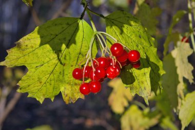Olgun kırmızı viburum meyveleri bulanık bir zemin üzerinde güneş ışınlarıyla aydınlatılıyor. Ormandaki çalıların üzerinde kırmızı viburnum meyveleri.