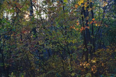 Orman kapanışı, güzel sonbahar manzarası, güneş dalların arasından parlıyor, gölgeli ağaçlar yolculuk yeri manzarası.