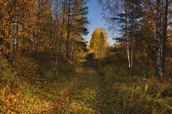 Осенний Пейзаж Тропа Поле Сухой Травой Березовый Лес Желтой Осенней — стоковое фото