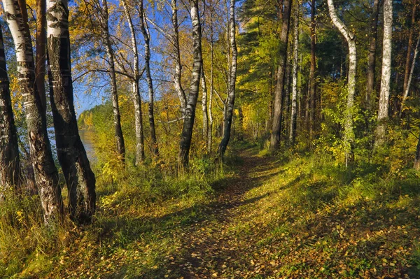 秋天白桦林美丽的风景 秋天的风景 白桦树和秋天的落叶 阳光灿烂 五彩缤纷的秋景 — 图库照片