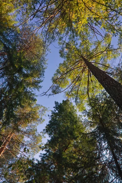 Coloridos Árboles Otoñales Contra Cielo Azul Otoño Bajo Cielo Azul — Foto de Stock