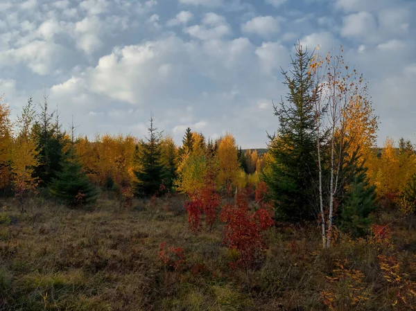 日落时美丽的秋天风景 秋天的黄红林 秋天的自然景观 — 图库照片