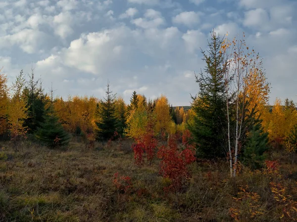 Hermoso Paisaje Otoñal Atardecer Bosque Amarillo Rojo Otoño Naturaleza Paisaje — Foto de Stock