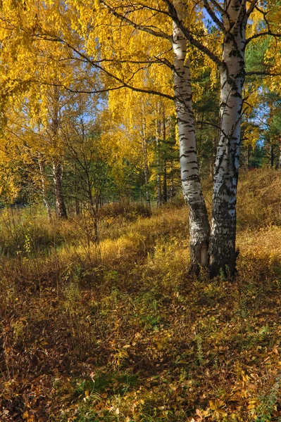 Krásná Krajina Podzimním Břízovém Háji Podzimní Krajina Břízy Stromy Padlé — Stock fotografie