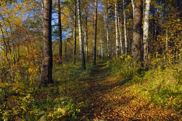 Красивий Пейзаж Осінньому Березовому Гаю Осінній Пейзаж Берези Осіннє Листя — стокове фото