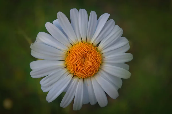 Nahaufnahme Einer Wilden Kamillenblüte Von Oben Auf Verschwommenem Natürlichen Hintergrund — Stockfoto