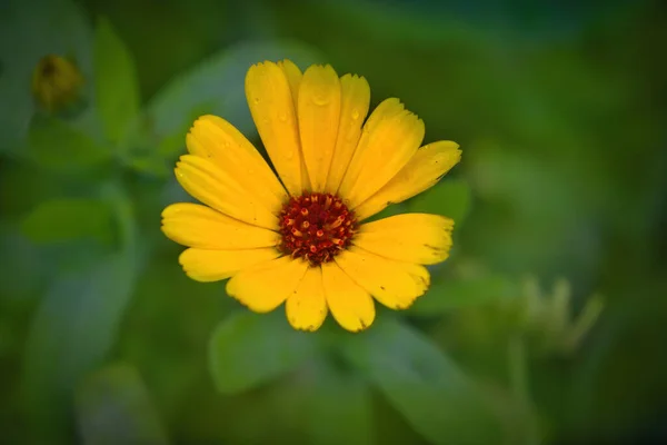 Luminoso Sfondo Estivo Con Calendula Fiore Crescita Calendula — Foto Stock