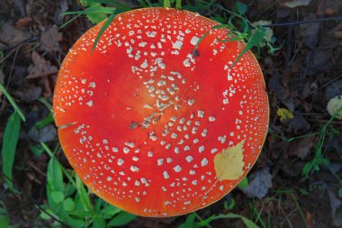 Fly Agaric Mantar, psikoaktif bazidiyomicete mantarı ve yenilemez zehirli mantardır..