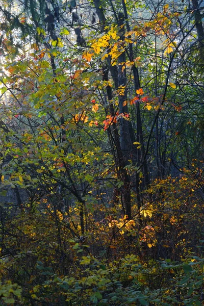 Лес Крупным Планом Красивый Осенний Пейзаж Солнечный Свет Светит Сквозь — стоковое фото