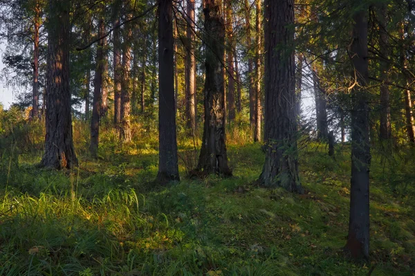 Ліс Крупним Планом Красивий Літній Пейзаж Сонячне Світло Світить Через — стокове фото