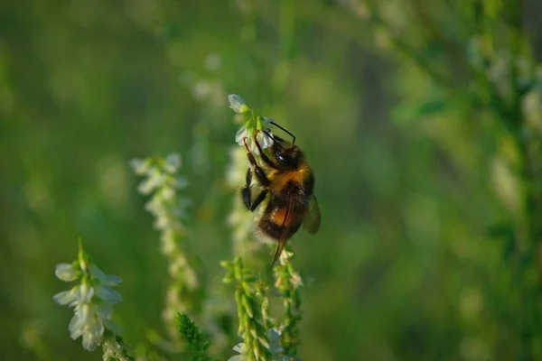 Macro Foto Uma Abelha Listrada Amarela Preta Polinizando Coletando Néctar — Fotografia de Stock