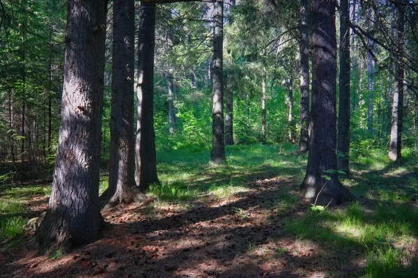 Ліс Крупним Планом Красивий Літній Пейзаж Сонячне Світло Світить Через — стокове фото