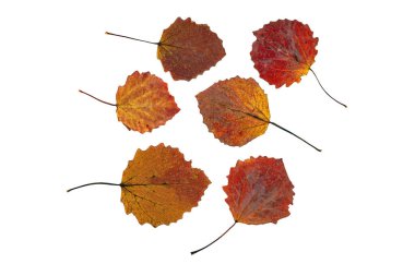 Turuncu-sarı sonbahar yaprakları beyaz arka planda izole edilir. Güzel altın yapraklar beyazlar içinde.