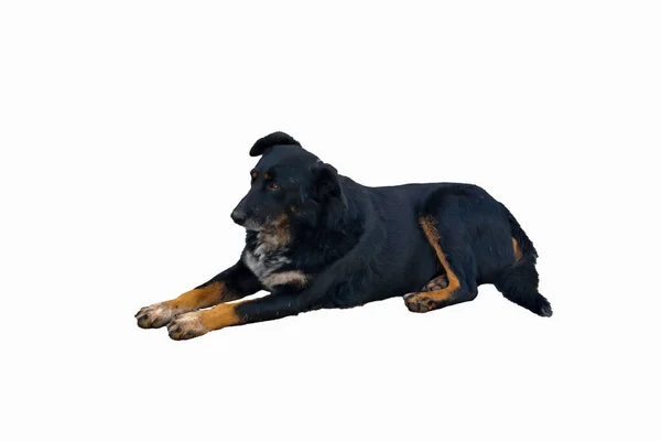 純血種のホームレスの黒犬が白い背景に隔離されたクローズアップ — ストック写真
