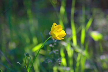 Bulanık yeşil arka planda güneşli bir günde harika yabani çiçekler. Yabani çiçekler kapanıyor. Doğa manzarası.