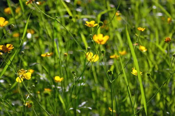 Fantastiska Vilda Blommor Solig Dag Grön Suddig Bakgrund Vilda Blommor — Stockfoto