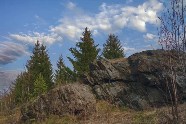 Tidig Vår Skogen Skogsängslandskap Tidig Vår Skog Äng Utsikt Skog — Stockfoto