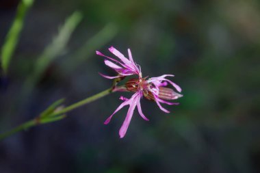 Bulanık yeşil arka planda güneşli bir günde harika yabani çiçekler. Yabani çiçekler kapanıyor. Doğa manzarası.