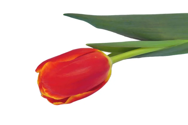 Aislamiento Tulipán Rojo Sobre Fondo Blanco Cerca — Foto de Stock