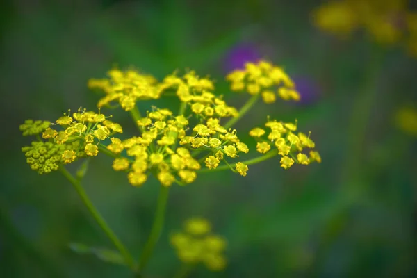 Niesamowite Dzikie Kwiaty Słoneczny Dzień Zielonym Niewyraźnym Tle Dzikie Kwiaty — Zdjęcie stockowe