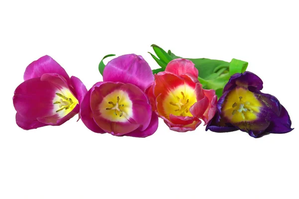 Quatre Tulipes Fleurs Violettes Rouges Roses Isolent Sur Fond Blanc — Photo