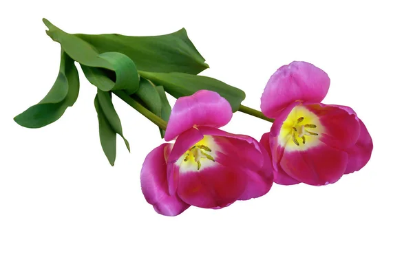 Dva Tulipány Růžové Barvy Květiny Izolovat Bílém Pozadí — Stock fotografie