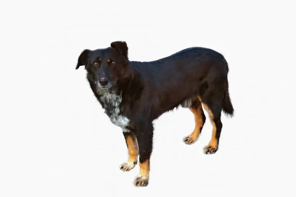 Renrasiga Hemlösa Svart Hund Isolerad Vit Bakgrund Närbild — Stockfoto