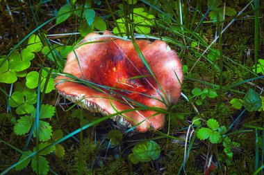 Ormanda kırmızı mantarlı russula. Russula Kusturucu, yaygın olarak bilinen adıyla kusturucu russula, ya da kusan russula mantarı.