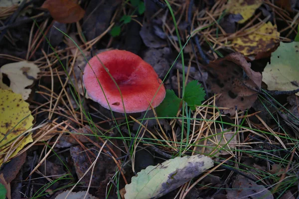 Cogumelo Vermelho Rúcula Floresta Russula Emetica Vulgarmente Conhecido Como Enfermo — Fotografia de Stock