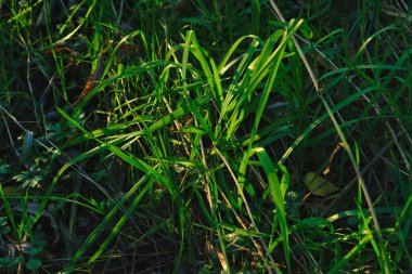 Yeşil bir çimenin arka planı. Yeşil çimen dokusu. Yeşil çimen dokusu arkaplanı.