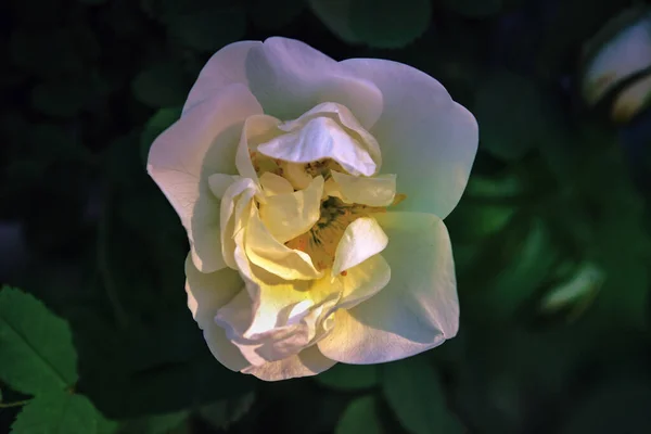 Szczegółowy Strzał Białej Róży Ciemnym Tle Róże Ogrodzie — Zdjęcie stockowe