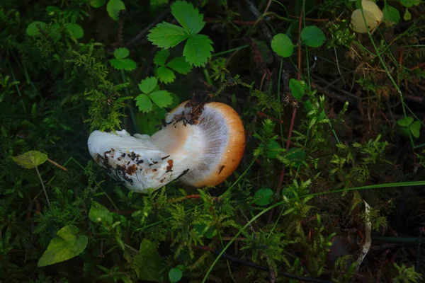 Cortinarius Mucosus Basidiomycete Mushroom Genus Cortinarius — Stock Photo, Image